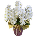 蘭生花 白大輪胡蝶蘭 5本立ち 60輪程度 つぼみ含む (5F5L-P1022)(代引き不可) お祝い 開店祝 当選祝 お供え 契約蘭農園直送 ラッピング出荷