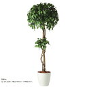 人工観葉植物 フィッカスベンシャミナダブル 200 natural ポット付き 高さ200cm (P58-91235) (代引き不可) インテリアグリーン フェイクグリーン(4)