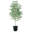 人工観葉植物 ヤマモミジ 緑 180 ポット付き 高さ180cm (P126-91766) (代引き不可) インテリアグリーン フェイクグリーン