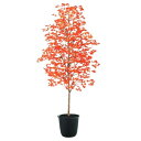 人工観葉植物 ヤマモミジ 紅 180 ポット付き 高さ180cm (P126-91775) (代引き不可) インテリアグリーン フェイクグリーン