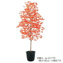 人工観葉植物 ヤマモミジ 紅 150 ポット付き 高さ150cm (P126-91776) (代引き不可) インテリアグリーン フェイクグリーン