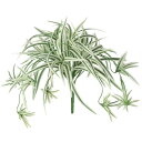 人工観葉植物 オリヅルラン W/G ブッシュ 長さ25cm (P135-91835) (代引き不可) インテリアグリーン フェイクグリーン