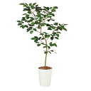 人工観葉植物 ベンガルボダイジュ FST 180 ポット付き 高さ180cm (P47-99114) (代引き不可) インテリアグリーン フェイクグリーン