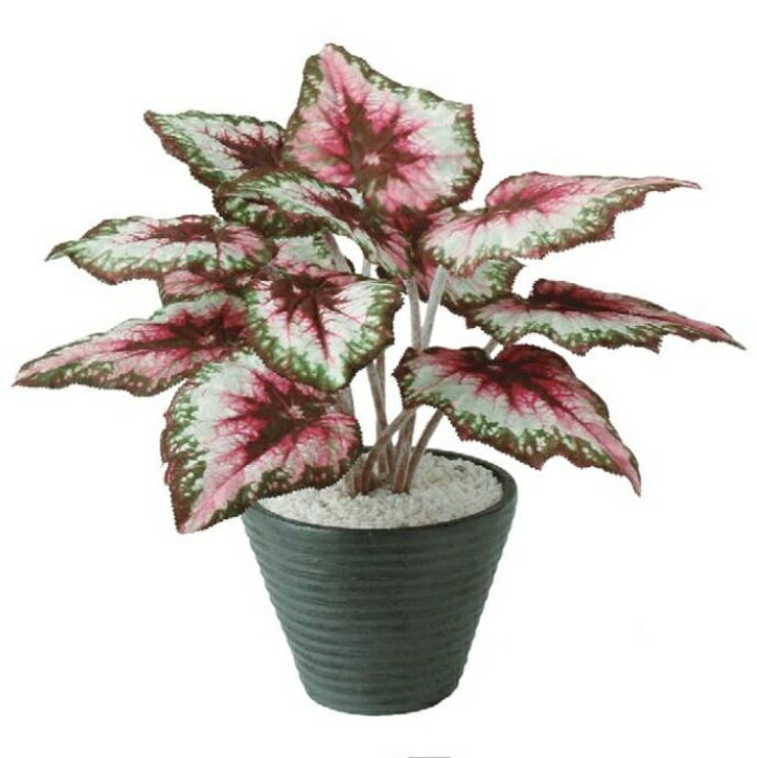 人工観葉植物 レックスベゴニア ポット付き 高さ35cm （P109-99194) （代引き不可） インテリアグリーン フェイクグリーン