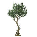 人工観葉植物 ライプオリーブ コアッド 230 ポット付き 高さ230cm (P17-99369) (代引き不可) インテリアグリーン フェイクグリーン