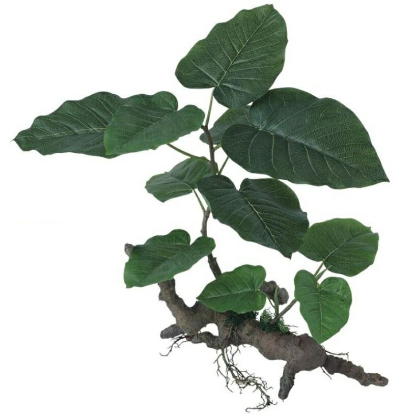 人工観葉植物 ウンベラータ スタンプウッド 高さ40cm （P22-99528) （代引き不可） インテリアグリーン フェイクグリーン