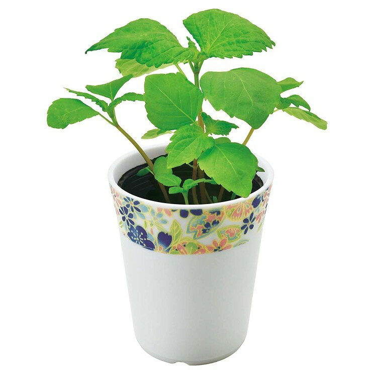 和心薬味栽培キット 栽培セット 聖新陶芸 しそ とうがらし みつ葉[2606SX]