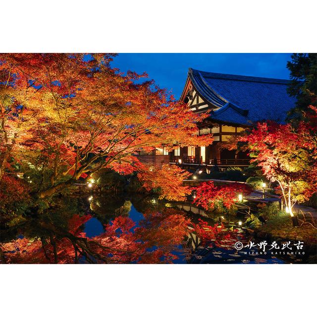 【サイン入り】「金戒光明寺：夜紅葉」 .