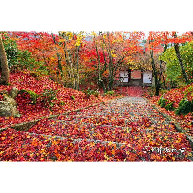 【サイン入り】「常寂光寺：紅葉」 水野克比古 『百人一首』で知られる小倉山の中腹にある日蓮宗の寺「常寂光寺」。落ち葉が石階段を深紅や橙色、黄色といった鮮やかな色合いに染め上げている様が見事な一枚となっています。この商品は、店頭併売商品のため、在庫がない場合がございます。在庫状況、納期はご注文後、メールにてご案内いたします。また、掲載開始から時間の経過によって傷や汚れが発生している可能性もございます。ご了承ください。※ご注文後のキャンセル、ご注文内容の変更は承っておりません。予めご了承ください。但し、商品の欠陥や不良など当社原因による場合には、返品・交換を承ります。 5