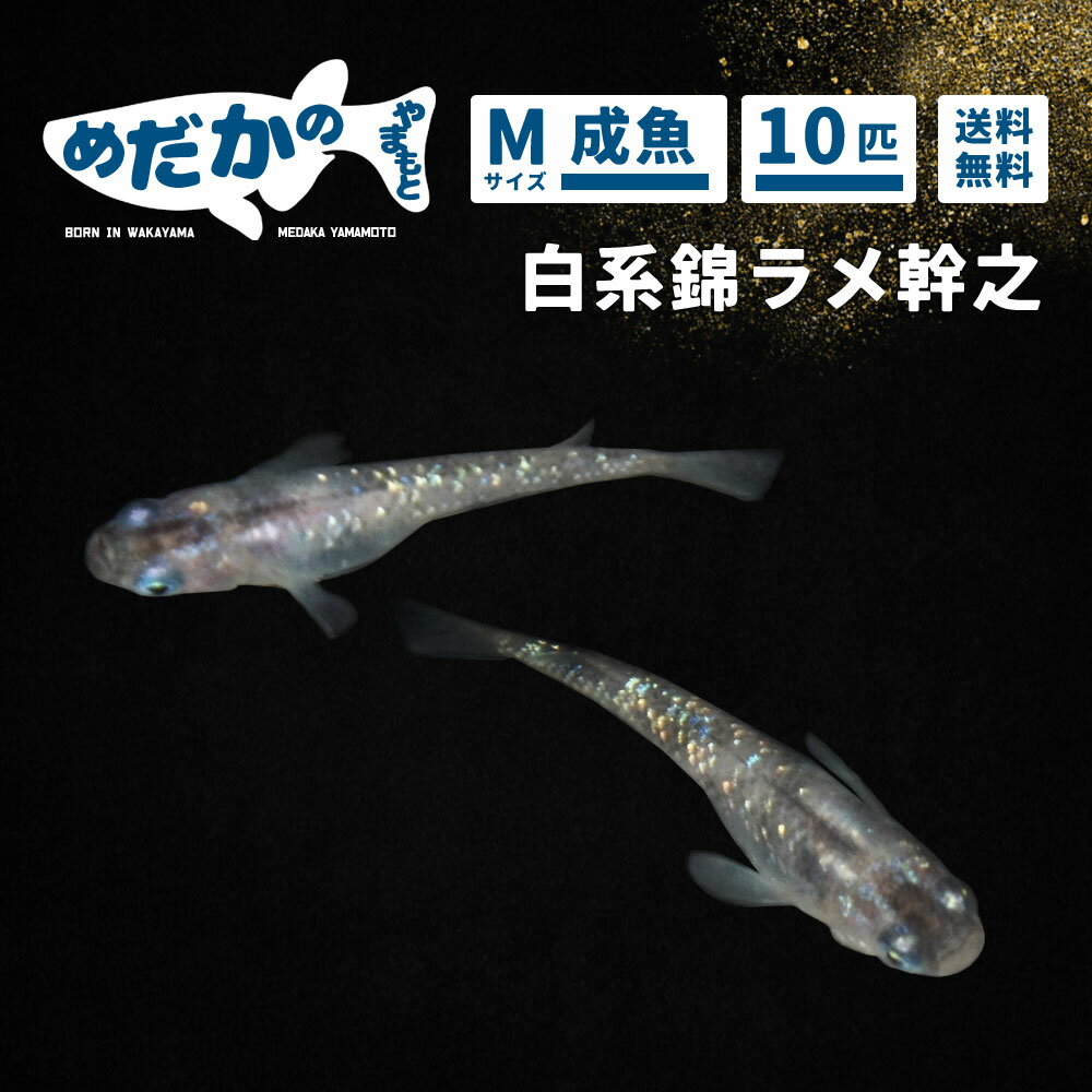 メダカ 白系錦ラメ幹之 Mサイズ 10匹 成魚 めだかのやまもと 和歌山のめだか養魚場から直送 送料無料