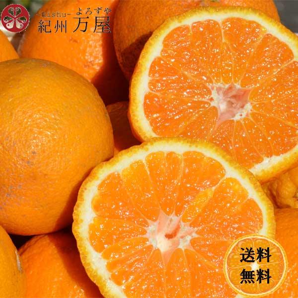 デコポンと同品種 不知火 シラヌヒ デコみかん 10kg（箱込約10kg） 訳あり ご家庭用 送料無料のサムネイル
