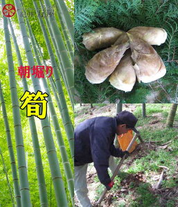 たけのこ 和歌山県産 朝堀り筍 約4kg ぬか付き 送料無料 訳あり