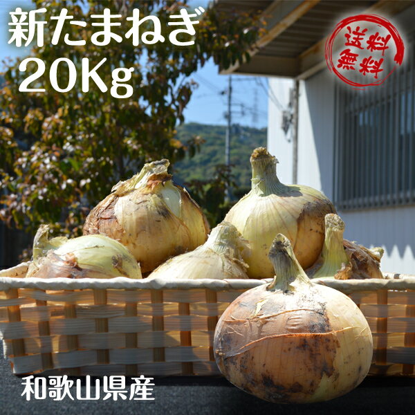 新玉ねぎ たまねぎ 和歌山県産 約20kg （箱込み）訳あり 送料無料 玉葱 タマネギ