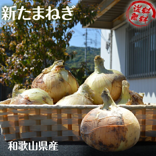 新玉ねぎ たまねぎ 和歌山県産 約10kg（箱込み） 玉葱 タマネギ