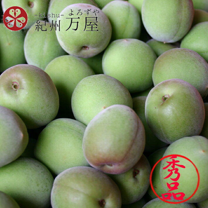 【予約】本場 紀州和歌山産 紀州南高梅 青梅 秀品 5kg　サイズ混合　送料無料