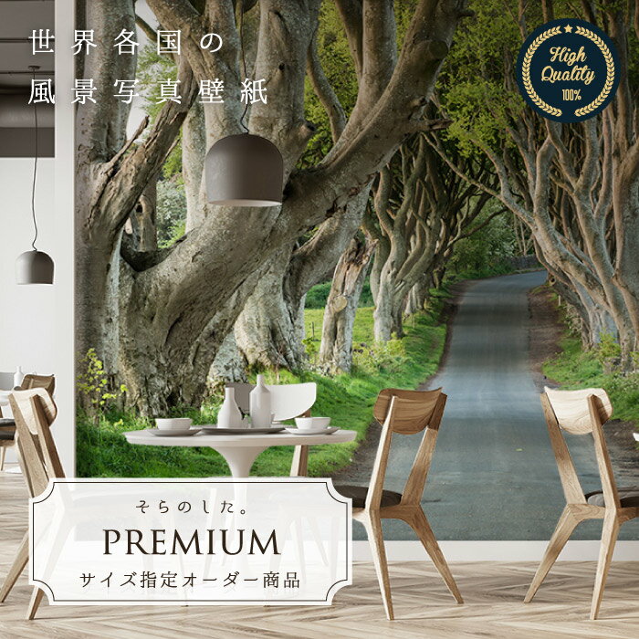 【オーダー壁紙】 壁紙 写真 森林 並木道 ブナ 幻想的 アイルランド おしゃれ 綺麗 自然 開放的 癒し 貼りやすい 防カビ 日本製 国産 リメイク 模様替え 店舗 内装 寝室 リビング トイレ 風景 景色 かべがみはるこ そらのした。premium