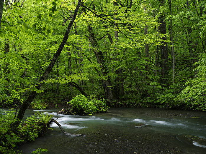【オーダー壁紙】 壁紙 写真 川 渓流 おしゃれ 自然 涼しい 爽やか 貼りやすい デザイン 防カビ 日本製 国産 リメイク 模様替え 店舗 天井 部屋 寝室 キッチン リビング トイレ 風景 景色 グリーン かべがみはるこ そらのした。 【ss16616】