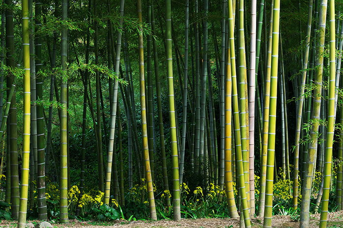 【オーダー壁紙】 壁紙 竹 和風 おしゃれ 写真 自然 木 竹林 癒し 落ち着く 貼りやすい デザイン 防カビ 日本製 国産 リメイク 模様替え 店舗 ホテル 天井 部屋 寝室 キッチン リビング トイレ 風景 景色 グリーン かべがみはるこ そらのした。 3