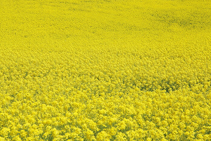 【オーダー壁紙】 壁紙 写真 花 植物 菜の花 おしゃれ ボタニカル 貼りやすい 自然 防カビ 日本製 国産 リメイク 模様替え 店 天井 部屋 寝室 キッチン リビング トイレ 風景 景色 かべがみはるこ そらのした。