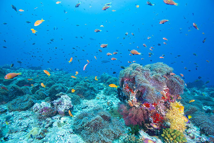 【オーダー壁紙】 壁紙 海の中 水中 ダイビング サンゴ 熱帯魚 サンゴ礁 写真 おし...