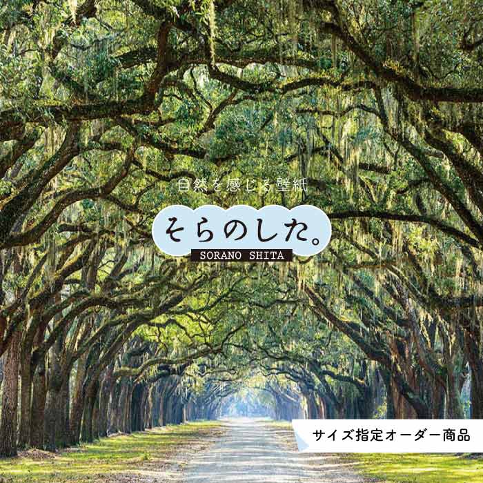 Rakuten - 【オーダー壁紙】 壁紙 森林 写真 おしゃれ 自然 癒し 貼りやすい デザイン 防カビ 日本製 国産 リメイク 模様替え 店舗 天井 部屋 寝室 キッチン リビング トイレ 風景 景色 グリーン かべがみはるこ そらのした。 【ss15427】