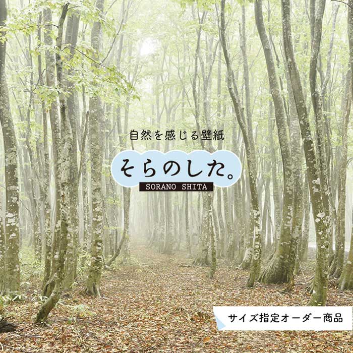 Rakuten - 【オーダー壁紙】 壁紙 森林 白樺 写真 おしゃれ 自然 癒し 貼りやすい デザイン 防カビ 日本製 国産 リメイク 模様替え 店舗 天井 部屋 寝室 キッチン リビング トイレ 風景 景色 グリーン かべがみはるこ そらのした。 【ss16900】