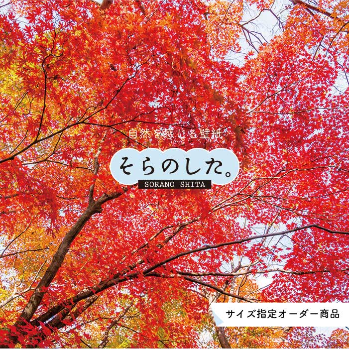 Rakuten - 【オーダー壁紙】 壁紙 紅葉 秋 季節 森林 写真 おしゃれ 自然 貼りやすい デザイン 防カビ 日本製 国産 リメイク 模様替え 店 天井 部屋 寝室 キッチン リビング トイレ 秋景 景色 赤 黄 かべがみはるこ そらのした。 【ss17017】