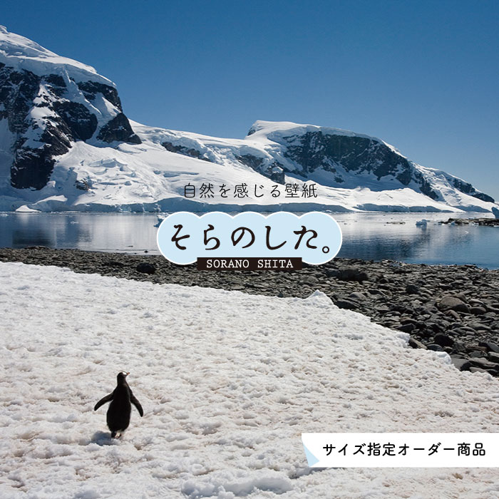 乐天商城 - 【オーダー壁紙】 壁紙 動物 ペンギン 写真 おしゃれ 貼りやすい デザイン 国産 日本製 リメイク 模様替え 店 天井 部屋 寝室 キッチン リビング トイレ 風景 景色 かべがみはるこ そらのした。