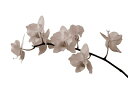 自然 花 フラワー フローラルの壁紙 輸入 カスタム壁紙 PHOTOWALL / White Orchid Stem - Sepia (e1955) 貼ってはがせるフリース壁紙(不織布) 【海外取り寄せのため1カ月程度でお届け】 【代引き・後払い不可】