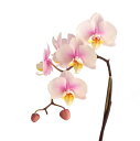 自然 花 フラワー フローラルの壁紙 輸入 カスタム壁紙 輸入壁紙 カスタム壁紙 PHOTOWALL / Pink Orchid Stem (e9007) 貼ってはがせるフリース壁紙(不織布) 【海外取寄せ商品】 【代引き・後払い不可】