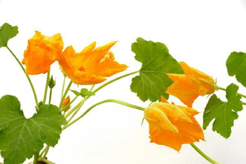 自然 花 フラワー フローラルの壁紙 輸入 カスタム壁紙 PHOTOWALL / Squash Flower (e19874) 貼ってはがせるフリース壁紙(不織布) 【海外取り寄せのため1カ月程度でお届け】 【代引き不可】