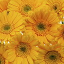 自然 花 フラワー フローラルの壁紙 輸入 カスタム壁紙 PHOTOWALL / Yellow Gerbera Close Up (e19503) 貼ってはがせるフリース壁紙(不織布) 【海外取り寄せのため1カ月程度でお届け】 【代引き不可】