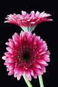 R  t[ t[̕ǎ A JX^ǎ Aǎ JX^ǎ PHOTOWALL / Gerbera (e19405) \Ă͂t[Xǎ(sDz) yCO񂹏iz yE㕥sz