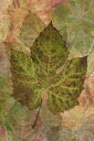 2020l20OFFN[|  ͂̕ǎ A JX^ǎ Aǎ JX^ǎ PHOTOWALL / Fallen Grape Leaf Pattern (e23722) \Ă͂t[Xǎ(sDz) yCO񂹏iz yE㕥sz