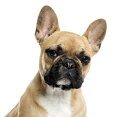  Aj}  Ck̕ǎ A JX^ǎ Aǎ JX^ǎ PHOTOWALL / Portrait of a French Bulldog (e23874) \Ă͂t[Xǎ(sDz) yCO񂹏iz yE㕥sz