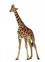 動物 アニマル キリンの壁紙 輸入 カスタム壁紙 輸入壁紙 カスタム壁紙 PHOTOWALL / Young Giraffe (e24072) 貼ってはがせるフリース壁紙(不織布) 【海外取寄せ商品】 【代引き・後払い不可】