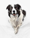 動物 アニマル 犬 イヌの壁紙 輸入 カスタム壁紙 PHOTOWALL / Border Collie (e24076) 貼ってはがせるフリース壁紙(不織布) 【海外取寄せ商品】 【代引き・後払い不可】