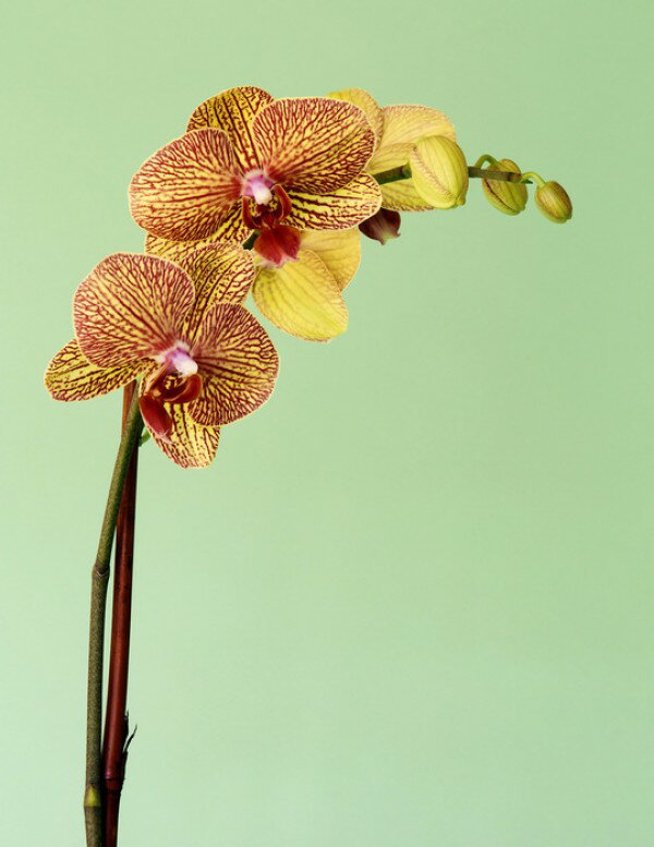 自然 花 フラワー フローラルの壁紙 輸入 カスタム壁紙 輸入壁紙 カスタム壁紙 PHOTOWALL / Yellow Phalaenopsis Orchid (e24098) 貼ってはがせるフリース壁紙(不織布)  
