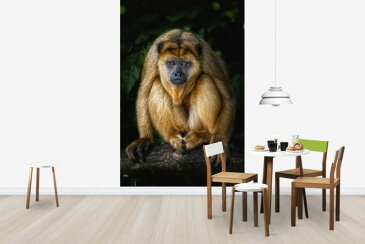 動物 アニマル 猿 サル さるの壁紙輸入 カスタム壁紙 PHOTOWALL / Golden Monkey (e24133)貼ってはがせるフリース壁紙(不織布)【海外取り寄せのため1カ月程度でお届け】【代引き不可】