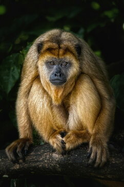 動物 アニマル 猿 サル さるの壁紙輸入 カスタム壁紙 PHOTOWALL / Golden Monkey (e24133)貼ってはがせるフリース壁紙(不織布)【海外取り寄せのため1カ月程度でお届け】【代引き不可】