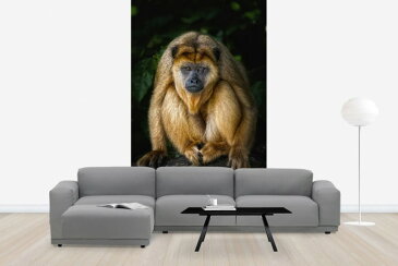 動物 アニマル 猿 サル さるの壁紙輸入 カスタム壁紙 PHOTOWALL / Golden Monkey (e24133)貼ってはがせるフリース壁紙(不織布)【海外取り寄せのため1カ月程度でお届け】【代引き不可】