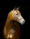  Aj} n E}̕ǎ A JX^ǎ Aǎ JX^ǎ PHOTOWALL / Golden Horse (e24147) \Ă͂t[Xǎ(sDz) yCO񂹏iz yE㕥sz