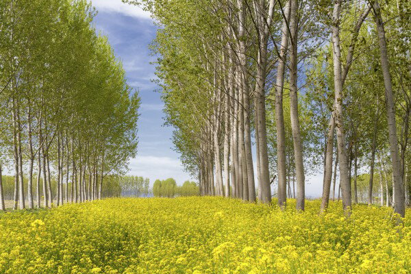 風景 景色 森の壁紙 輸入 カスタム壁紙 PHOTOWALL / Poplars Trees in Golden Field (e40271) 貼ってはがせるフリース壁紙(不織布) 【海外取寄せ商品】 【代引き・後払い不可】