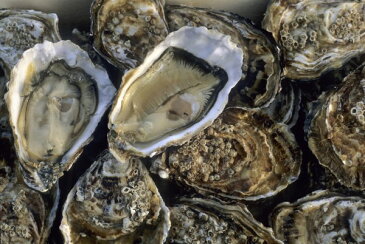 牡蠣 カキの壁紙 輸入 カスタム壁紙 PHOTOWALL / Oysters (e24917) 貼ってはがせるフリース壁紙(不織布) 【海外取り寄せのため1カ月程度でお届け】 【代引き・後払い不可】