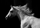 動物 アニマル 馬 ウマの壁紙 輸入 カスタム壁紙 PHOTOWALL / Gray Arab Stallion (e40335) 貼ってはがせるフリース壁紙(不織布) 【海外取り寄せのため1カ月程度でお届け】 【代引き・後払い不可】