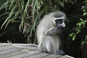 動物 アニマル 猿 サル さるの壁紙 輸入 カスタム壁紙 輸入壁紙 カスタム壁紙 PHOTOWALL / South African Vervet Monkey (e29779) 貼ってはがせるフリース壁紙(不織布) 【海外取寄せ商品】 【代引き・後払い不可】
