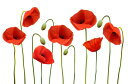 2530l20OFFN[| R  t[ t[̕ǎ A JX^ǎ Aǎ JX^ǎ PHOTOWALL / Red Poppies (e25829) \Ă͂t[Xǎ(sDz) yCO񂹏iz yE㕥sz