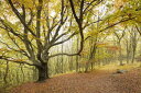 i iF R̕ǎ A JX^ǎ Aǎ JX^ǎ PHOTOWALL / Autumn Tree in Stenshuvud, Sweden (e40496) \Ă͂t[Xǎ(sDz) yCO񂹏iz yE㕥sz