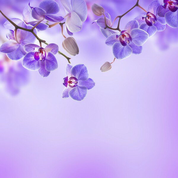 自然 花 フラワー フローラルの壁紙 輸入 カスタム壁紙 輸入壁紙 カスタム壁紙 PHOTOWALL / Soft Purple Orchids (e40606) 貼ってはがせるフリース壁紙(不織布) 【海外取寄せ商品】 【代引き 後払い不可】