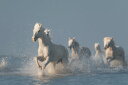  Aj} n E}̕ǎ A JX^ǎ Aǎ JX^ǎ PHOTOWALL / Angels of Camargue (e30602) \Ă͂t[Xǎ(sDz) yCO񂹏iz yE㕥sz